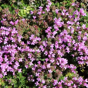 Purple Thyme Fragrance Oil